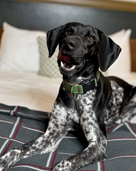 A dog on the bed.