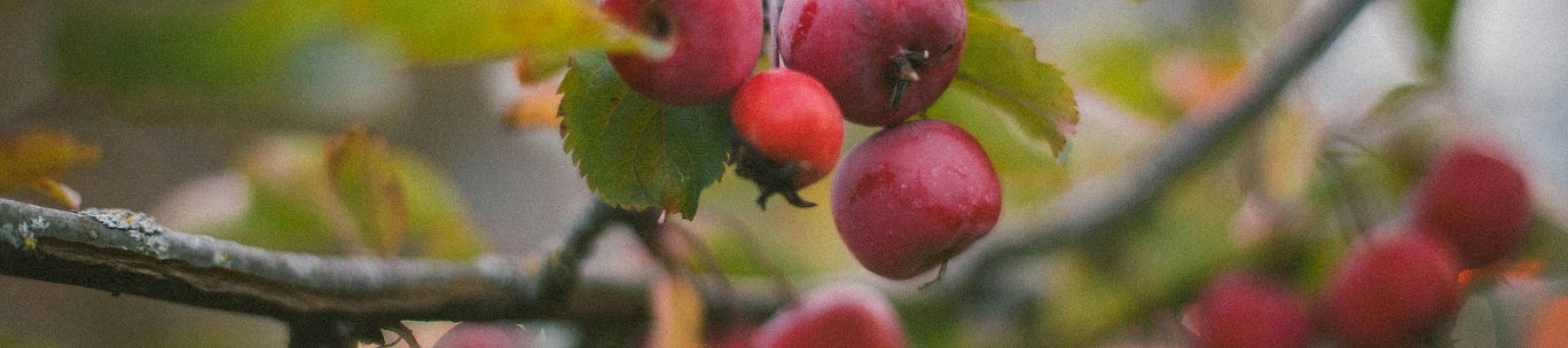Red apples on a tree