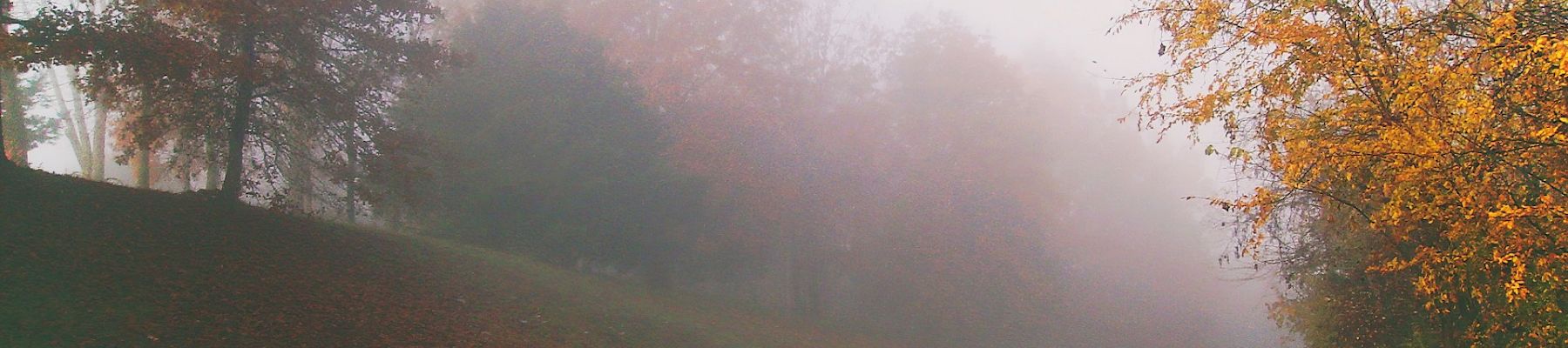 A tree line road surrounded by mist in Branson, Missouri.