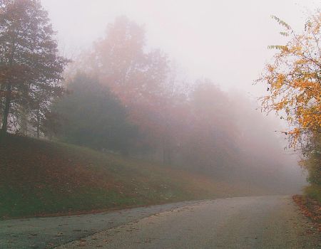 A tree line road surrounded by mist in Branson, Missouri.